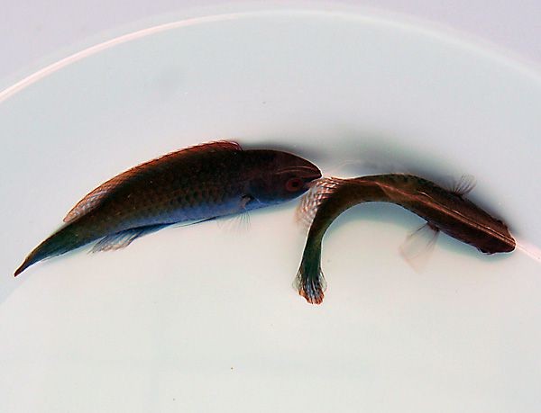 Cirrhilabrus cyanopleura - wunderschöner Zwerglippfisch