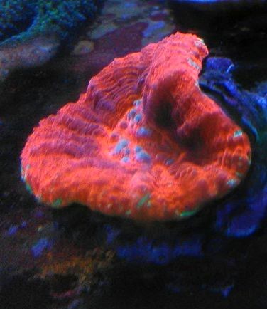 Angebot Scolymia / Homophyllia australis rot 2 WYSIWYG