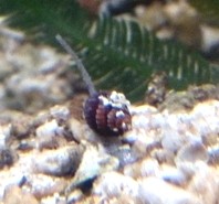 kleine Turboschnecke mini - Nassarius sp.01 Netzreusenschnecke aus Nachzucht