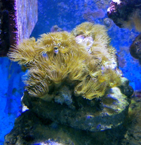Terrazoanthus sp. (vorher Parazoanthus sp.) Gelbe Krustenanemone