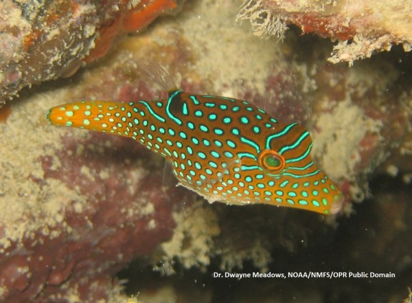 Canthigaster papua Falschaugen-Kugelfisch