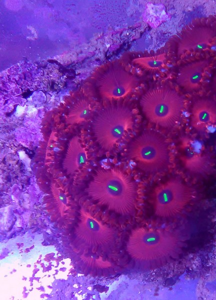 3 Polypen Super Zoanthus "red people eater" knallig farbene Krustenanemonen