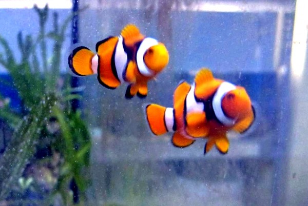 Amphiprion percula - echter Clownfisch - gelegentlich mit Bindenfehlern Nachzucht