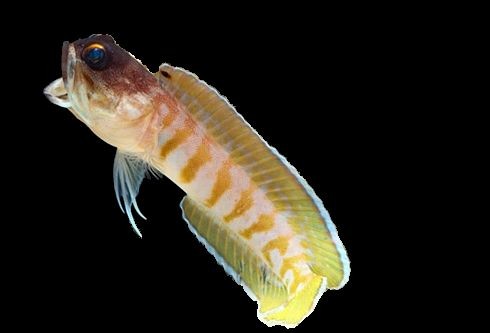 Opistognathus randalli - Schwarzkappenbrunnenbauer