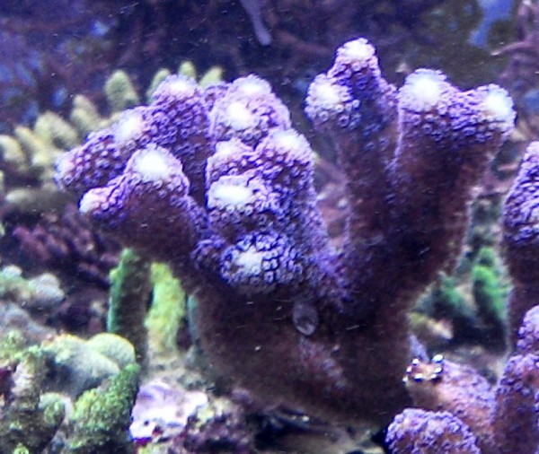 Stylophora milka SPS Beispielbild Größe M mit 8-10 cm verzweigt