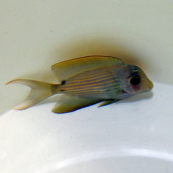 Ctenochaetus cf. striatus - Längsstreifen-Borstenzahndoktor Farbvariante
