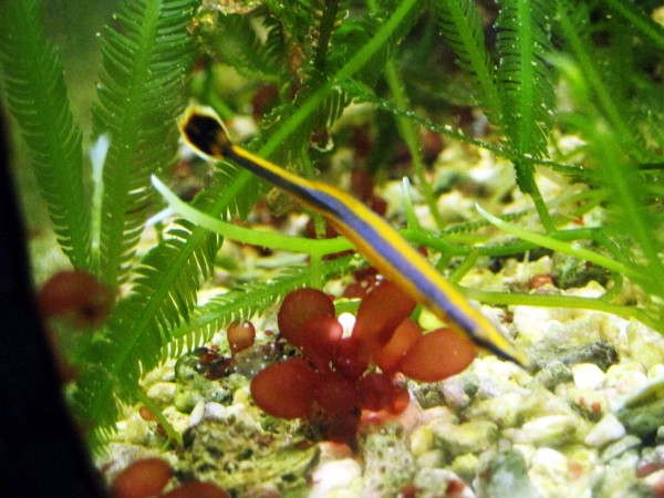 Doryrhamphus excisus/melanopleura - Blaustreifenseenadel