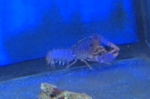 Enoplometopus debelius - Debelius Riffhummer
