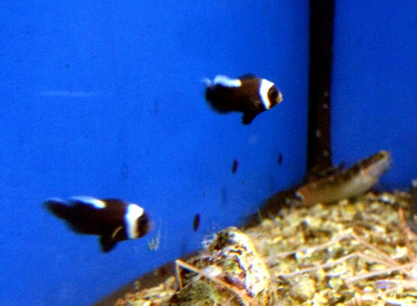 Amphiprion polymnus - Clownfisch juvenil aus NZ