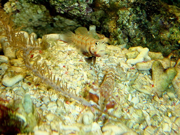 Amblyeleotris guttata - Partner Grundel