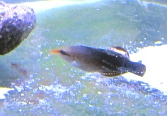 Gomphosus caeruleus - Weibchen Vogellippfisch Schnabellippfisch