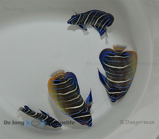 Pomacanthus xanthometopon - Blaukopfkaiserfisch juvenil