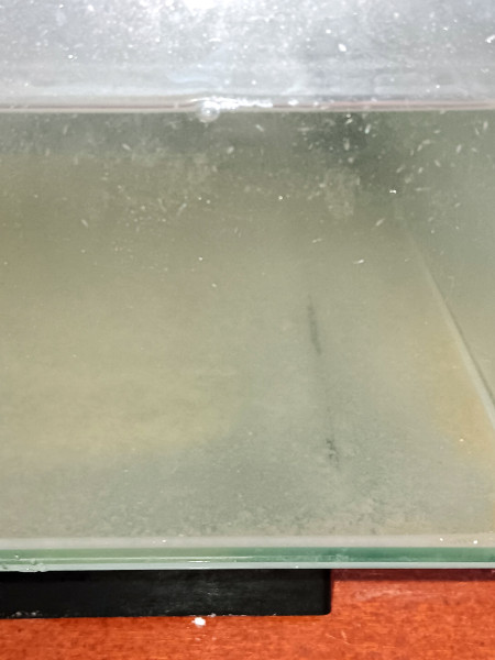 lebende marine Copepoden 0,5 Liter - kleine Art