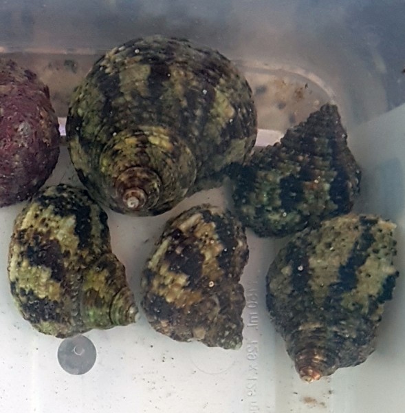 Turbo bruneus - Algenschnecke - Turbo brunneus