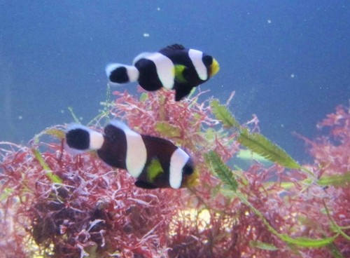 Amphiprion polymnus sp - Clownfisch Nachzucht