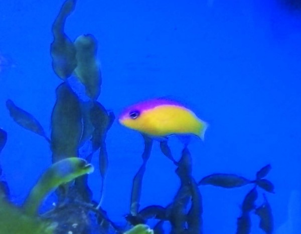 Pictichromis diadema - Diadem-Zwergbarsch