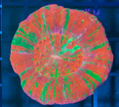 Scolymia / Homophyllia australis bleeding Apple Ultra rot grün WYSIWYG