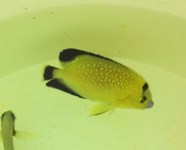 Apolemichthys xanthopunctatus - Goldtupfen-Kaiserfisch