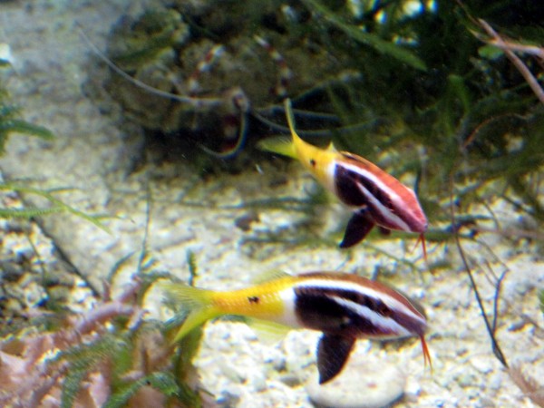 Parupeneus barberinoides - Zweifarben-Meerbarbe