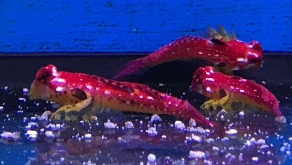 Paar Synchiropus sycorax vorher: tudorjonesi (ähnlich moyeri) - knallroter Leierfisch gelbe Flossen