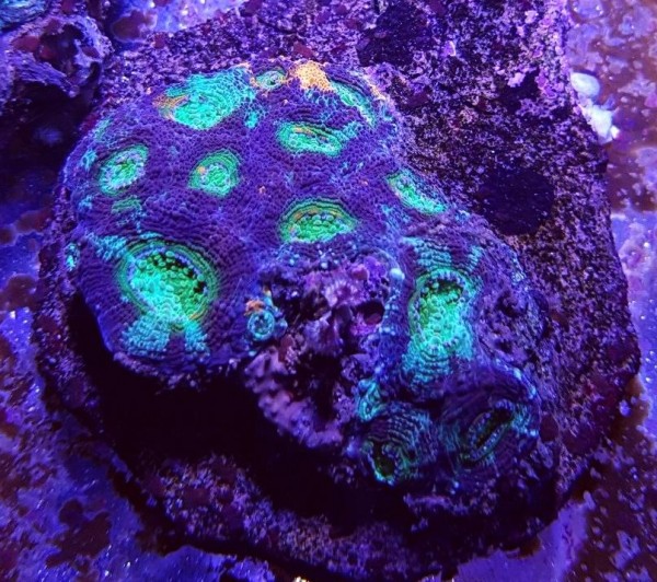 WYSIWYG Acanthastrea echinata mit orange