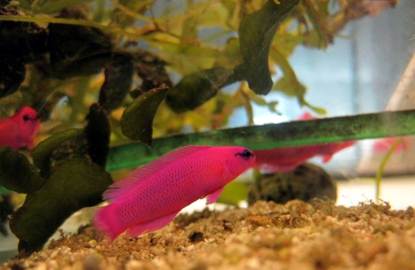 Pseudochromis fridmani - Fridmani Zwergbarsch aus Nachzucht