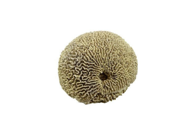Back to Nature Brain Coral 
