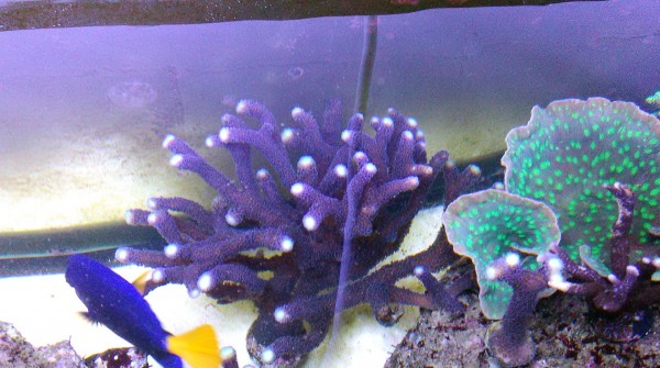 Stylophora milka L - etwa halbe Größe der abgebildeten