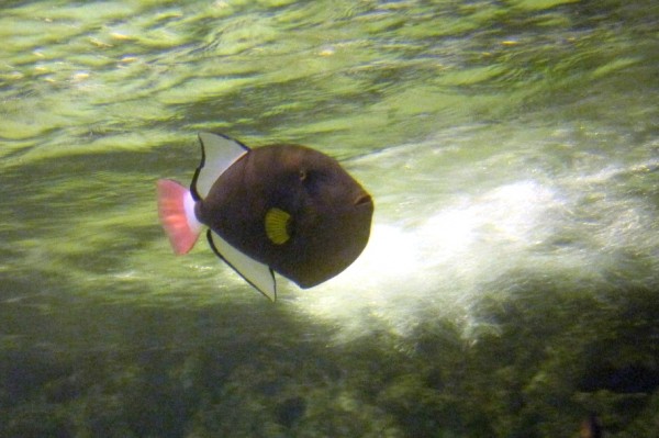 Melichthys vidua - Rotschwanz-Drücker pink tail