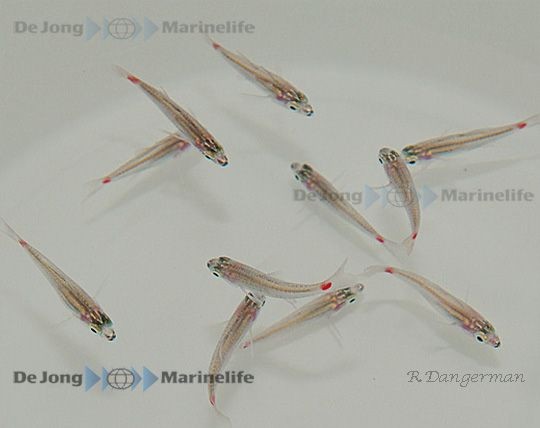 Ostorhinchus parvulus bzw.Apogon parvulus - Rotfleck-Kardinalbarsch