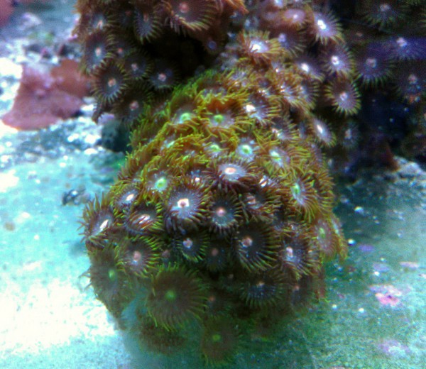 Ableger mindestens 15 Polypen Zoanthus "blow pop" auf Stein super Krustenanemonen