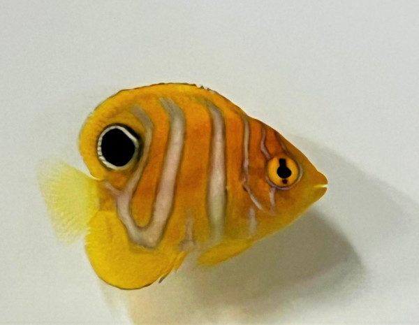 Nachzucht Pygoplites diacanthus - Pfauenkaiser juvenil