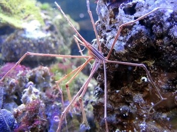 Stenorhynchus seticornis - Spinnenkrabbe - Pfeil-Gespensterkrabbe