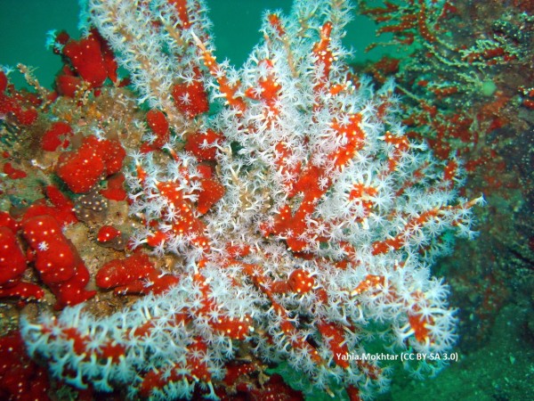 Alcyonium glomeratum - rote Meerhand