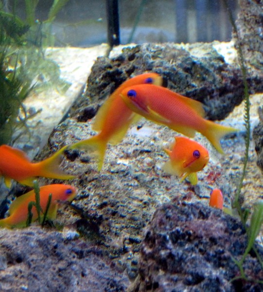 Pseudanthias squamipinnis - Juwelen Fahnenbarsch Weibchen