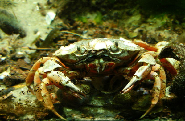 50 Stück lebende Krabben als Futter für Drücker Fangschreckenkrabse etc. 14 Tage Vorlaufzeit