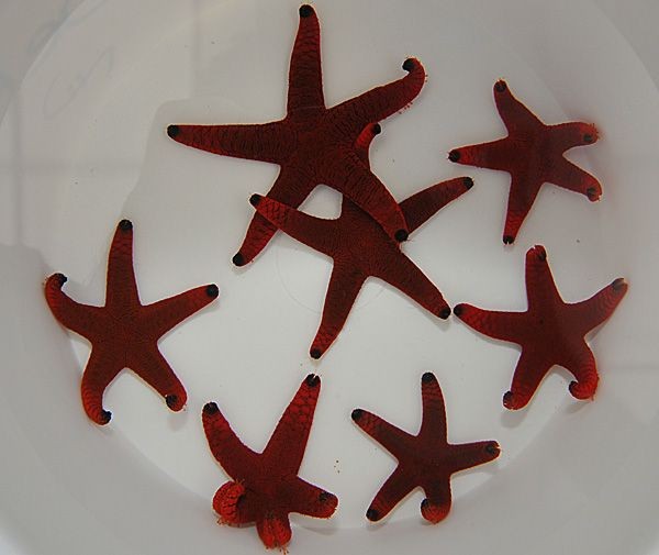roter Seestern mit schwarzen Spitzen - Fromia indica