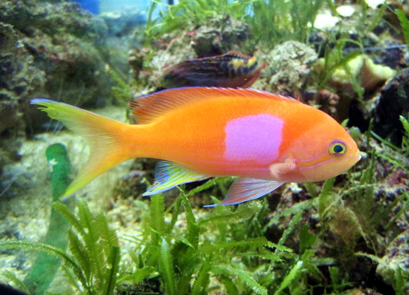 Pseudanthias pleurotaenia Fahnenbarsch Männchen Fahnenbarsche