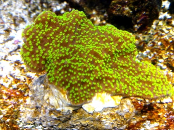 Montipora australiensis - hoffmeisteri Ableger etwa 6 cm Durchmesser Beispiel