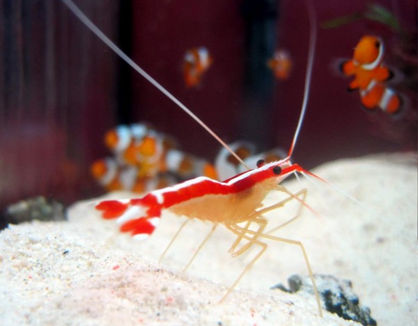 Lysmata amboinensis - Putzergarnele