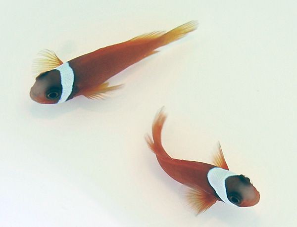 Amphiprion frenatus - Glühkohlenanemonenfisch
