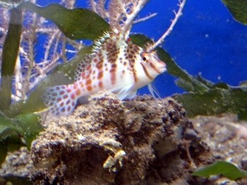 Cirrhitichthys falco - Falks Korallenwächter