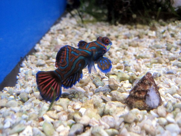 aus Nachzucht juvenile Pterosynchiropus splendidus - Mandarin-Fisch