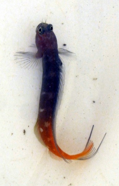 Ecsenius bicolor - zweifarbiger Schleimfisch