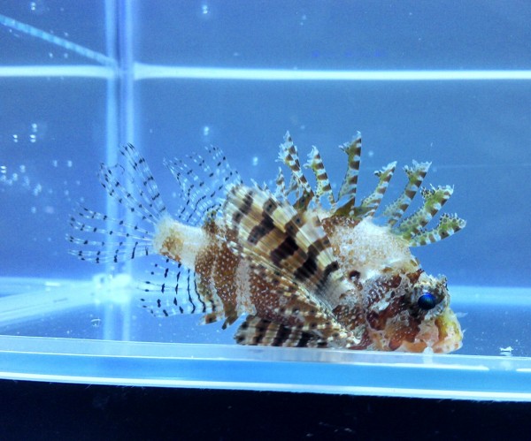 Dendrochirus brachypterus - Kurzflossen-Zwergrotfeuerfisch - Achtung: giftig