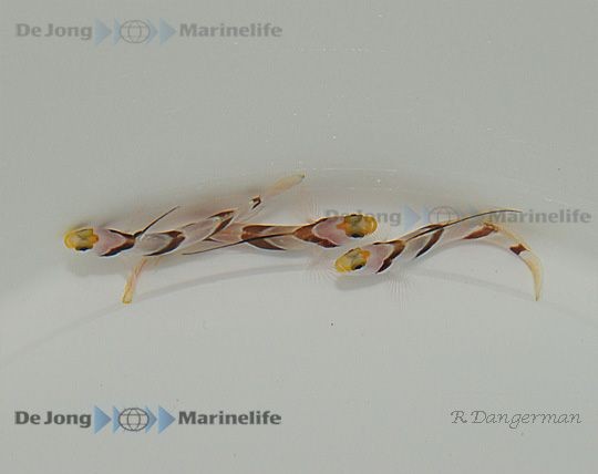 Stonogobiops nematodes - Lanzen-Symbiosegrundel