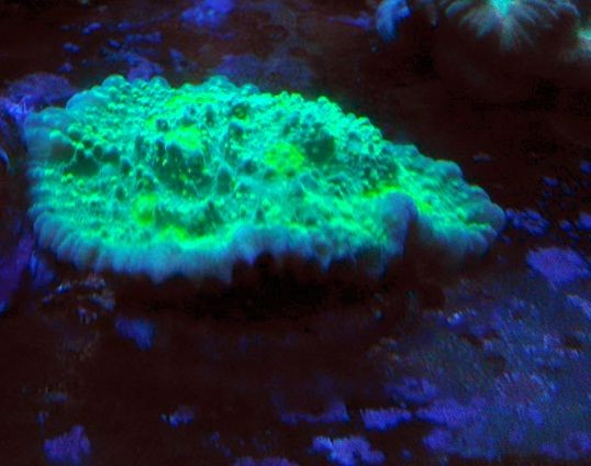 WYSIWYG LPS Echinophyllia Chalice grün hellgrün gelblich
