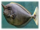 Naso brevirostris juvenil - Langnasen - Doktor