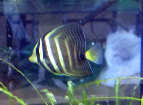 Zebrasoma veliferum XL - Pazifischer Segelflossen-Doktorfisch