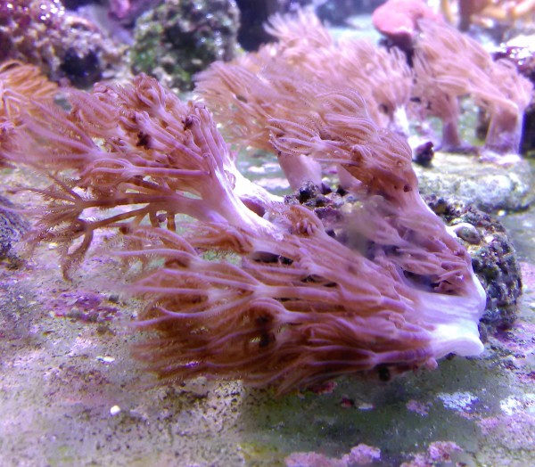 Angebot Xenia elongata - Pumpkoralle auf Stein